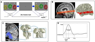 Characterization of the blood oxygen level dependent hemodynamic response function in human subcortical regions with high spatiotemporal resolution